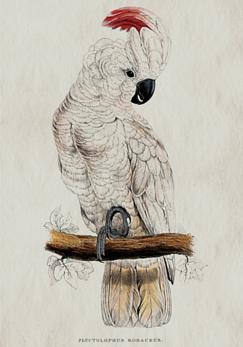 Erstwhile's cockatoo