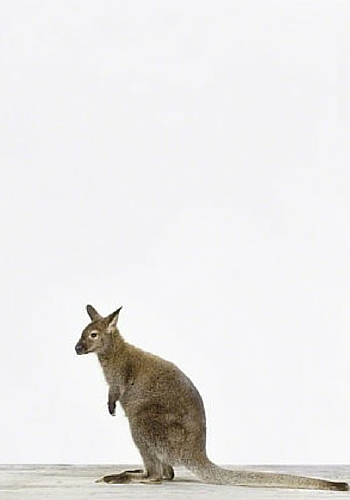 Wallaby from The Animal Print Shop